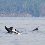 Victoria: 3-Hour Zodiac Whale-Watching Tour - Final Thoughts: Is It Worth It?