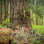 Victoria: 4-Day Tofino and Port Renfrew Tour with Flights - Why This Tour Offers Real Value