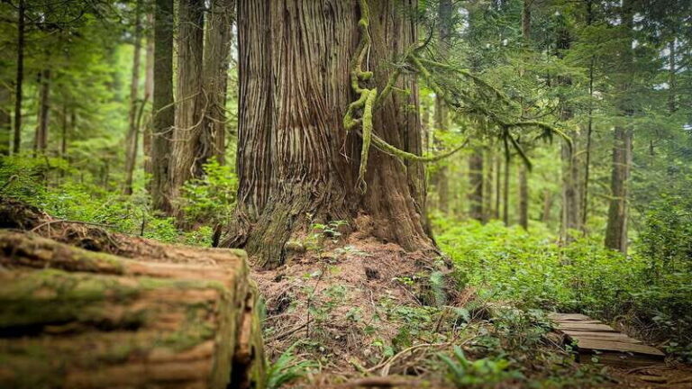 Victoria: 4-Day Tofino and Port Renfrew Tour with Flights - Why This Tour Offers Real Value