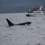 Victoria BC: 3 Hour Expedition Catamaran Whale Watching Tour - The Sum Up