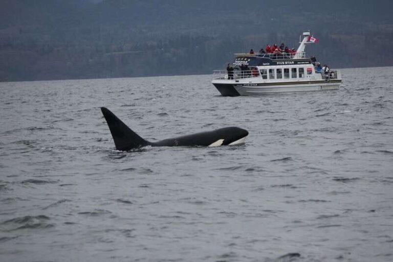 Victoria BC: 3 Hour Expedition Catamaran Whale Watching Tour - The Sum Up