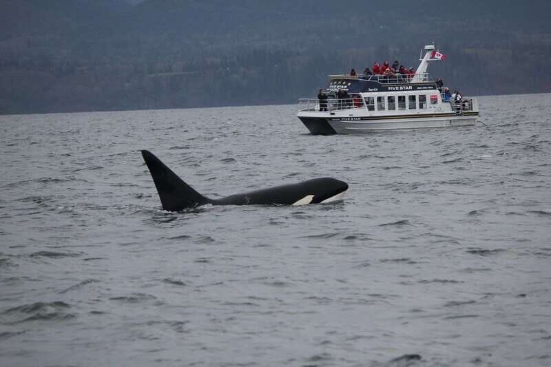 Victoria BC: 3 Hour Expedition Catamaran Whale Watching Tour - The Sum Up