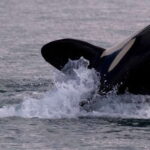Victoria, BC: 3-Hour Ultimate Whale & Marine Wildlife Tour - Exploring the Victoria Marine Wildlife Tour in Detail