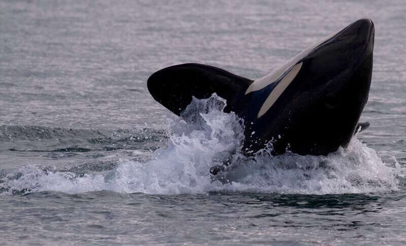 Victoria, BC: 3-Hour Ultimate Whale & Marine Wildlife Tour - Exploring the Victoria Marine Wildlife Tour in Detail