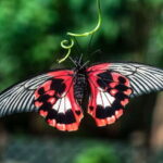 Victoria: Butterfly Gardens Admission Ticket - A Detailed Look at Victoria Butterfly Gardens