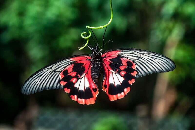 Victoria: Butterfly Gardens Admission Ticket - A Detailed Look at Victoria Butterfly Gardens