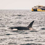 Victoria: Covered Whale Watching Adventure with Free Photos - Who Will Love This Tour?