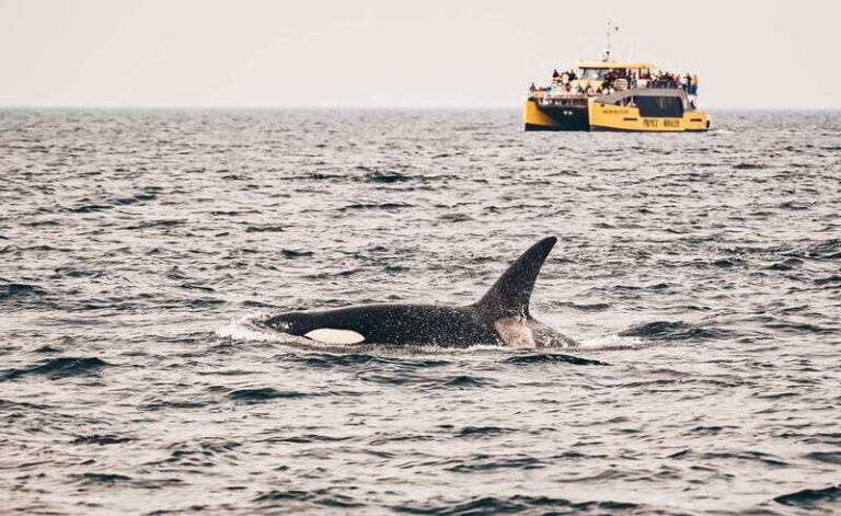 Victoria: Covered Whale Watching Adventure with Free Photos - Who Will Love This Tour?