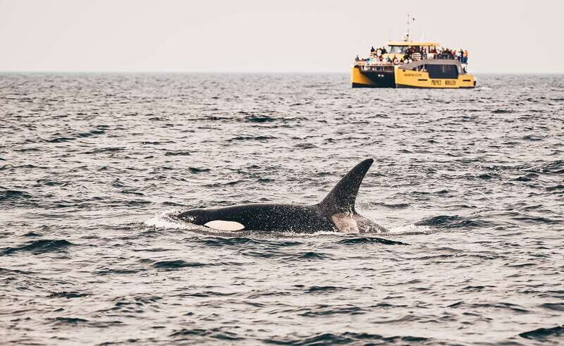 Victoria: Covered Whale Watching Adventure with Free Photos - Who Will Love This Tour?