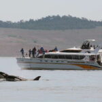 Victoria: Guided Wildlife-Watching Tour by Catamaran - Who Should Consider This Tour?