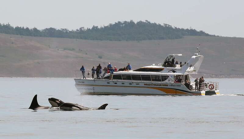 Victoria: Guided Wildlife-Watching Tour by Catamaran - Who Should Consider This Tour?