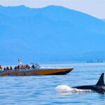 Victoria: Morning Whale-Watching Tour in Scarab Boat - An Authentic Marine Adventure in Victoria