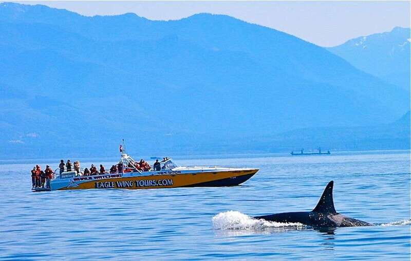 Victoria: Morning Whale-Watching Tour in Scarab Boat - An Authentic Marine Adventure in Victoria