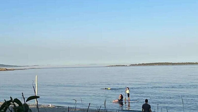 Victoria: Paddle Board Tour at Willows Beach - What’s Included and What’s Not