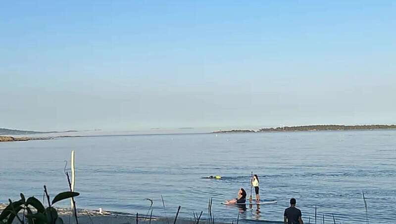 Victoria: Paddle Board Tour at Willows Beach - What’s Included and What’s Not
