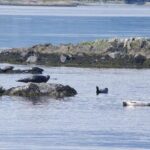 Victoria Shore Excursion: Whale-Watching Cruise with Expert Naturalist Guides - Who Would Love This Tour?