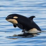 Victoria Whale and Wildlife Cruise - Final Thoughts