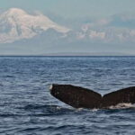 Victoria: Whale and Wildlife Semi-Covered Boating Tour - Final Thoughts on Value and Experience