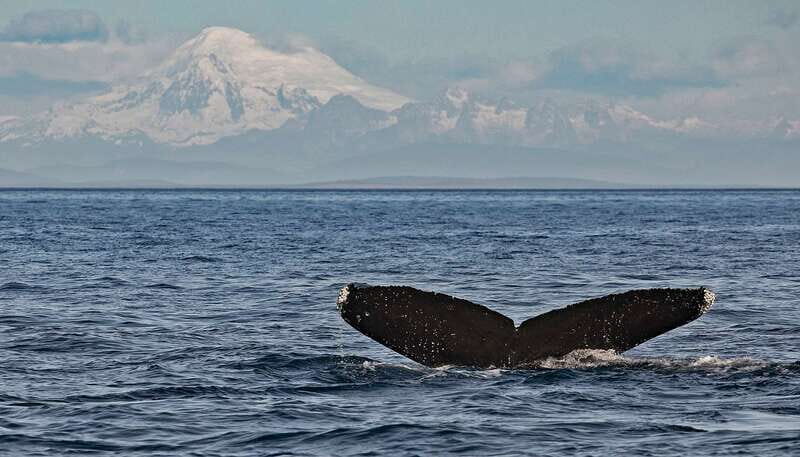 Victoria: Whale and Wildlife Semi-Covered Boating Tour - Final Thoughts on Value and Experience