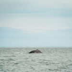 Victoria: Whale Watching Adventure in a Zodiac Boat - Who Will Love This Tour?