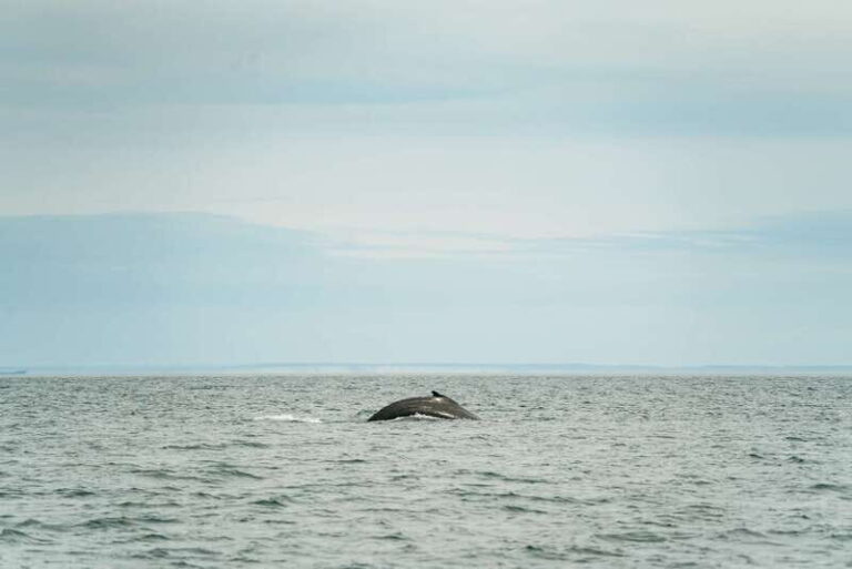 Victoria: Whale Watching Adventure in a Zodiac Boat - Who Will Love This Tour?