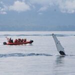 Victoria: Winter Whale Watching & Marine Wildlife Tour - Assessing Value and Practicalities