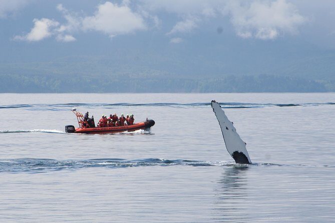 Victoria: Winter Whale Watching & Marine Wildlife Tour - Assessing Value and Practicalities