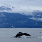 Victoria Zodiac Whale Watching Adventure - Review Highlights and Authentic Perspectives