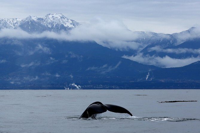 Victoria Zodiac Whale Watching Adventure - Review Highlights and Authentic Perspectives