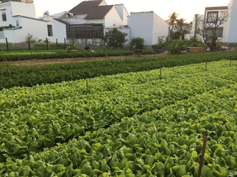 Viet Garden Cooking Class (Countryside and Market tour) - Why This Tour Is a Great Value