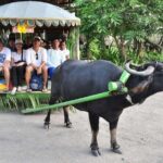 VILLA ESCUDERO DAY TOUR with Carabao Cart Ride and Bamboo from Manila - Exploring Villa Escudero in Detail