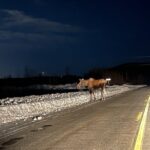 Vip Aurora Adventure from Fairbanks - An In-Depth Look at the Vip Aurora Adventure