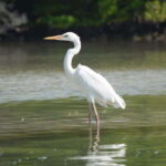 VIP Holbox Island Sunrise - 2 Points + Fruit + Coffee - An In-Depth Look at the VIP Holbox Island Sunrise Tour