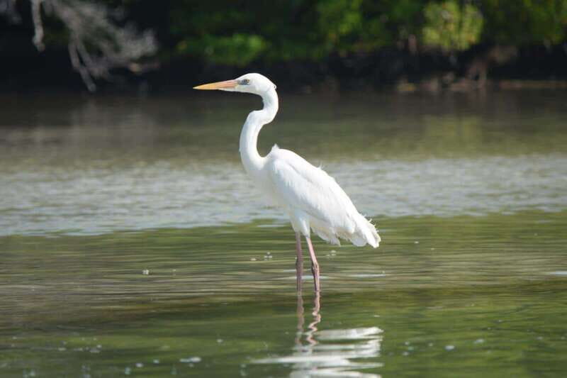 VIP Holbox Island Sunrise - 2 Points + Fruit + Coffee - An In-Depth Look at the VIP Holbox Island Sunrise Tour