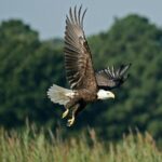 VIP Private Airboat Tour near Orlando - A Deep Dive into the Private Airboat Adventure Near Orlando