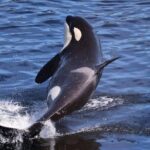 VIP Private Alaska Native Excursion (Cultural, Scenic Experience) - Frequently Asked Questions