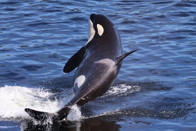 VIP Private Alaska Native Excursion (Cultural, Scenic Experience) - Frequently Asked Questions