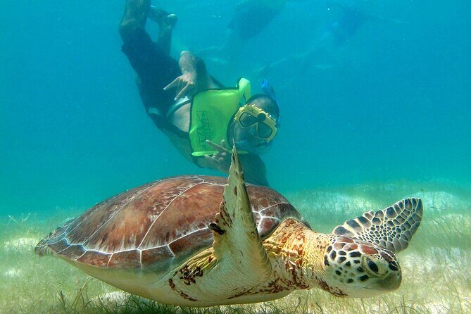 VIP Tulum & Turtles Private Tour - A Closer Look at the Experience