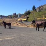 Virginia City Day Tour From Lake Tahoe with Train Ride - The Sum Up