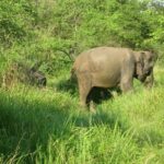 Visit Jeep Safari at Minneriya National Park From Kandy - Who Should Consider This Tour?