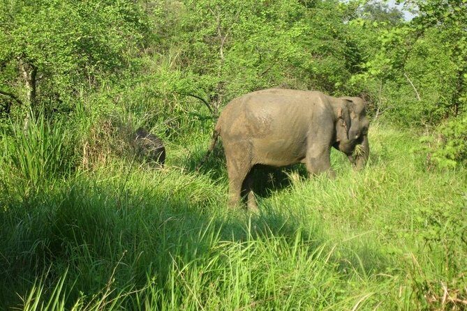Visit Jeep Safari at Minneriya National Park From Kandy - Who Should Consider This Tour?