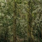 Visit Snoqualmie waterfall and an old Forest (Transport Included) - Who Will Love This Tour?