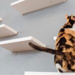 Visit the Rescued Cats of Cat Therapy - Final Thoughts