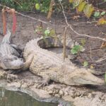 Visit to the Everglades in French - Detailed Breakdown of the Itinerary