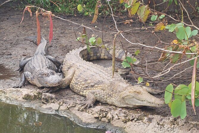 Visit to the Everglades in French - Detailed Breakdown of the Itinerary