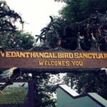 Visit to Vedanthangal Bird Sanctuary from Chennai - A Deep Dive into the Vedanthangal Bird Sanctuary Tour
