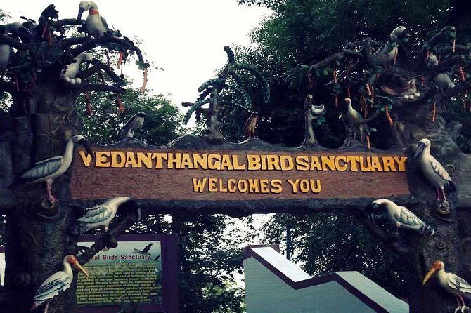 Visit to Vedanthangal Bird Sanctuary from Chennai - A Deep Dive into the Vedanthangal Bird Sanctuary Tour