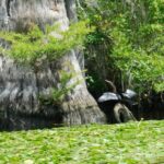 Waccamaw River Nature and Wildlife Tour - The Sum Up