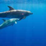 Waianae, Oahu: Swim with Dolphins (Semi-Private Boat Tour) - Why This Tour Stands Out