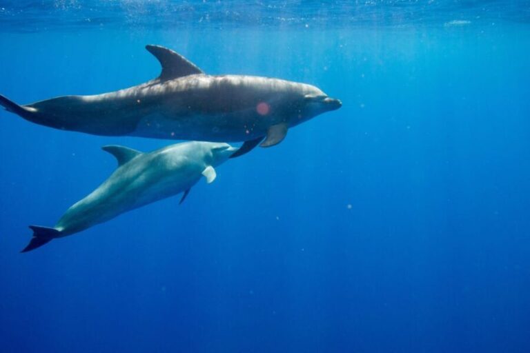Waianae, Oahu: Swim with Dolphins (Semi-Private Boat Tour) - Why This Tour Stands Out
